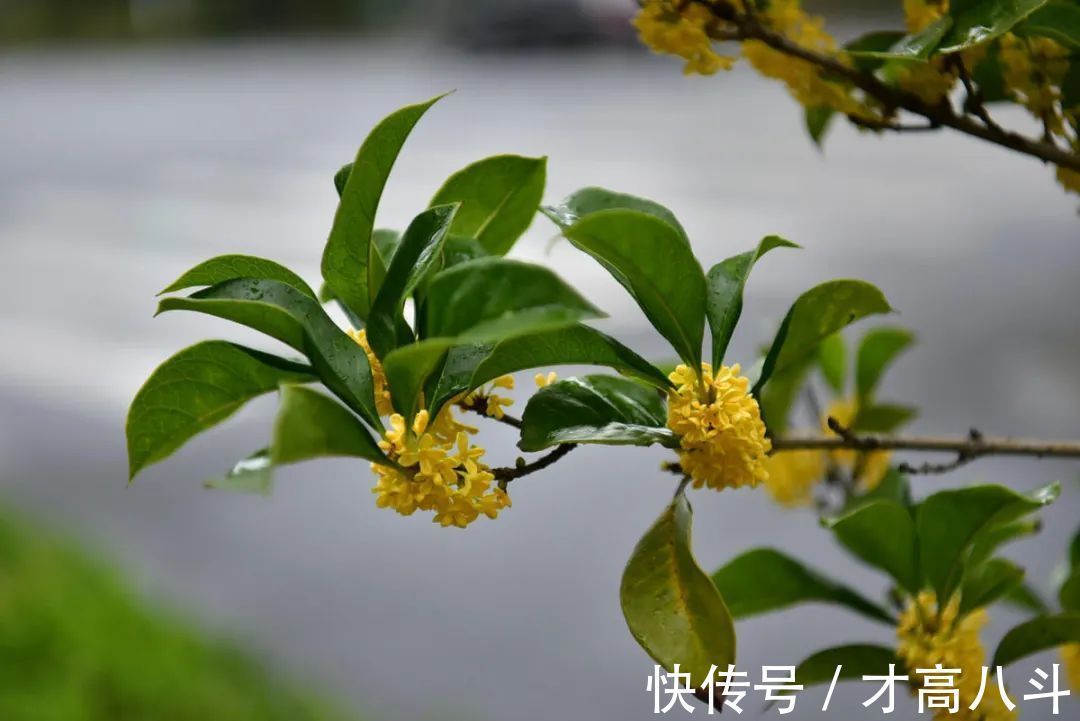 桂花@空山寻桂树,折香思故人!