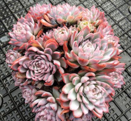 十月养多肉紫罗兰女王,注意4个要点,憋出一圈侧芽,仙气十足