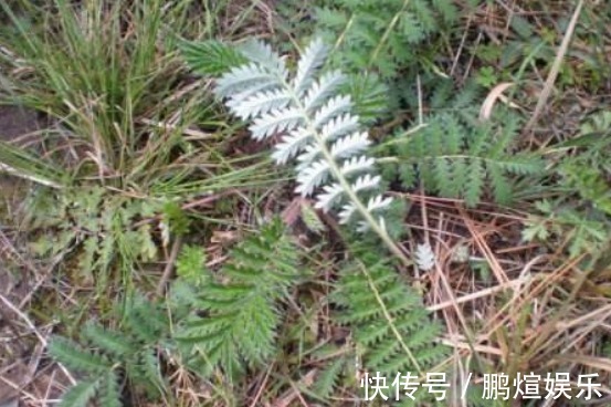 农村|农村一种常见野草,农民常拿来做菜吃,其实价值珍贵