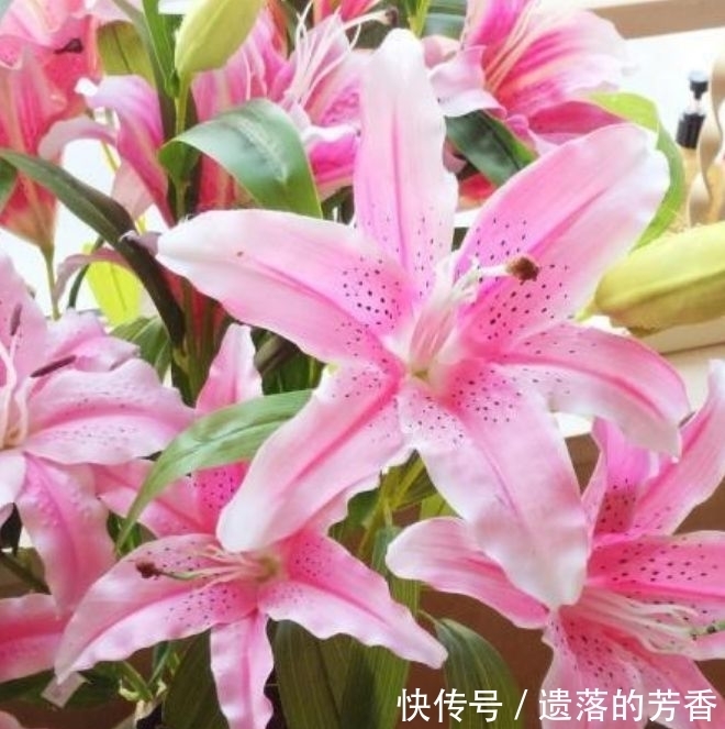 百合百合花|4种花很耐养,沾土就能活,开花就爆盆,不易生病好养护