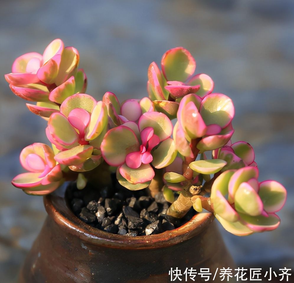 秋天逛花市，5种植物不要买，因为到了冬季养不活