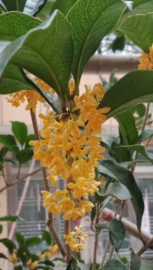 院里种棵“护家树”,开花红得像火,越养越有福气!