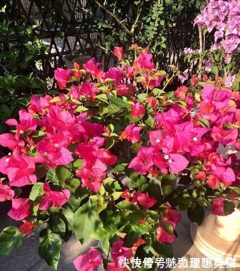 修剪|给三角梅修剪,记住“时间点”,开成大花团,真正的“开花机器”