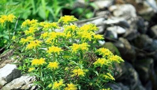 农村一种很“麻烦”的野菜,它才是真正的“金不换”,能防中风