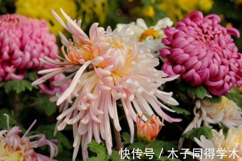 夏日|夏日贪凉，喝冷饮不如养盆花中隐士菊花，心静自然凉