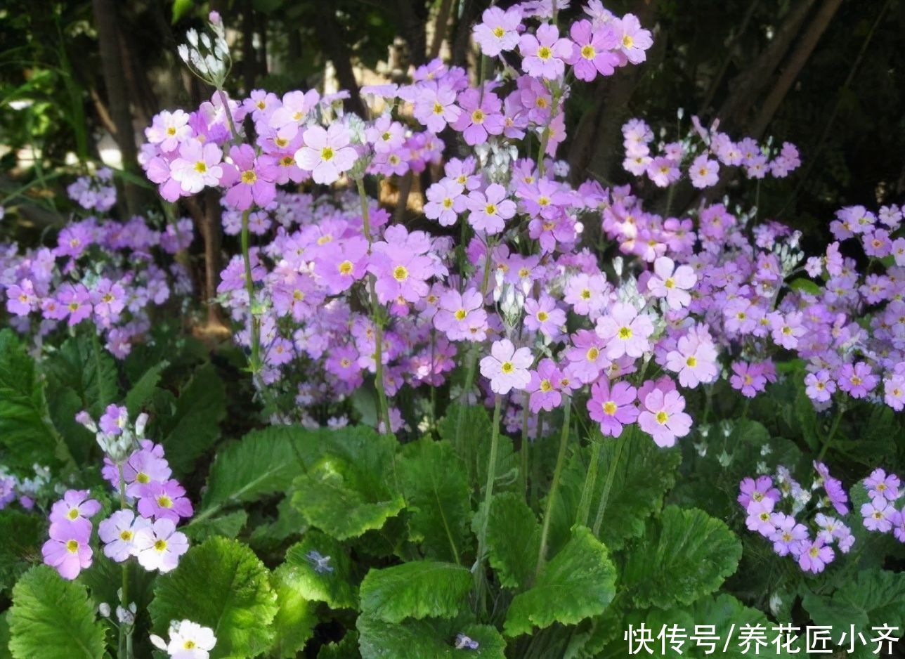 春天买到4种花，开完直接扔，因为它们都是“一次性”花卉