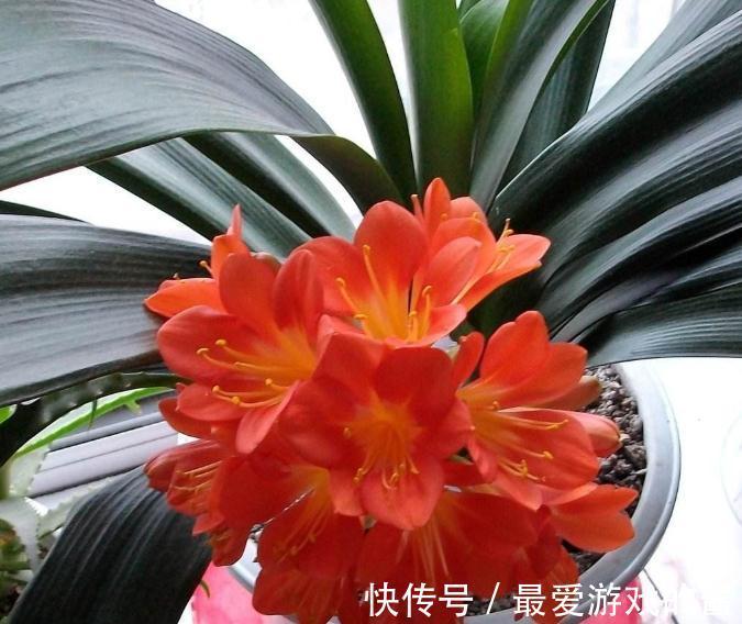 君子兰长期没变,定是出了4个问题,不然就瞧瞧吧