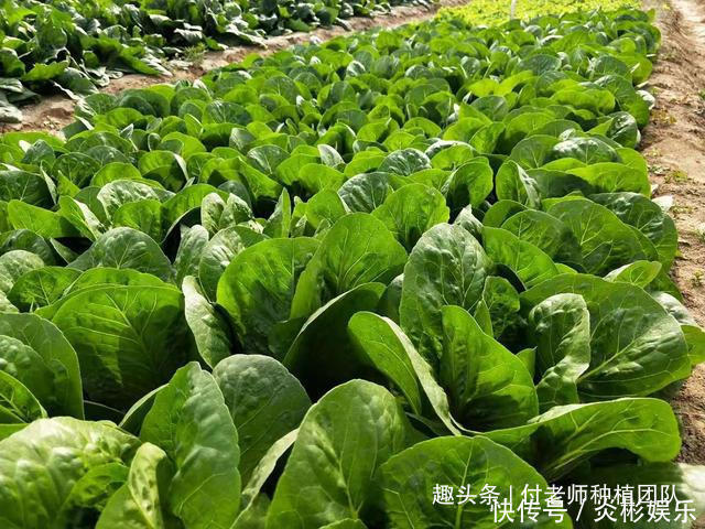 饺子|这3种蔬菜,长得好看,味道香,适合家庭种植,千万别错过了