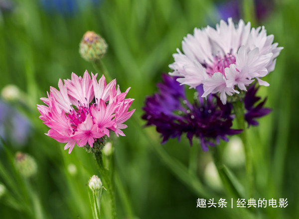 此花色彩清丽花型优美,细致可爱清新幽雅,是代表幸福的花卉