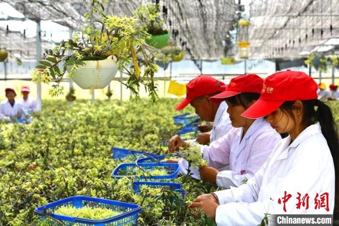 铁皮石斛|四川剑阁30多万盆“仙草”开花啦，游人蜂拥而至看稀奇！