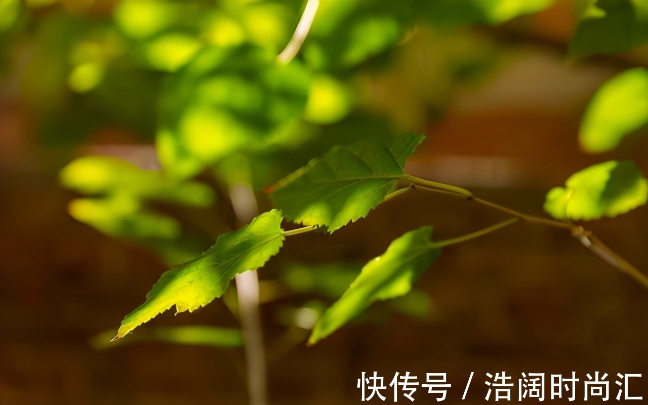 奶汁草|血糖高的人,身体有4个表现,若一个都没有,血糖还算稳定