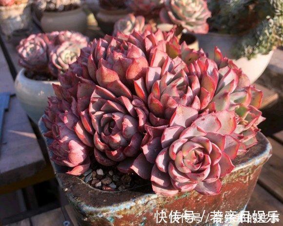 花盆|什么是“控养”？少浇水就是控养？大错特错，控养指的是整体