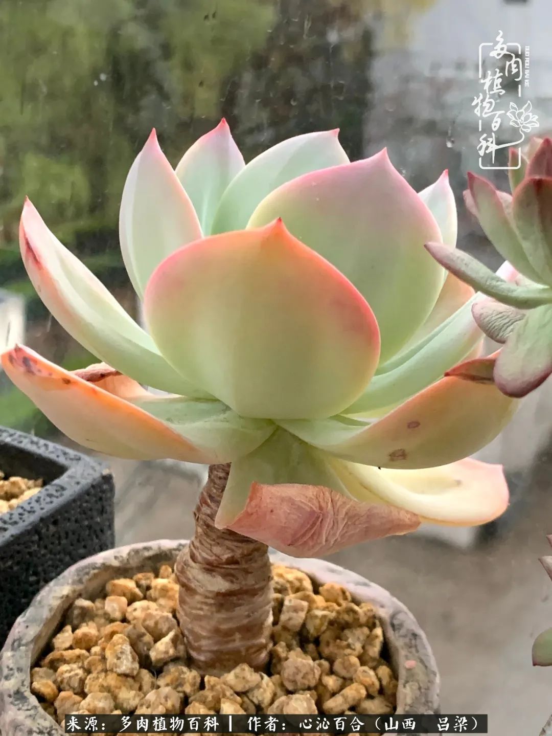 夏季的多肉,绿色才是主色调!努力呵护,期待绽放的那一刻!