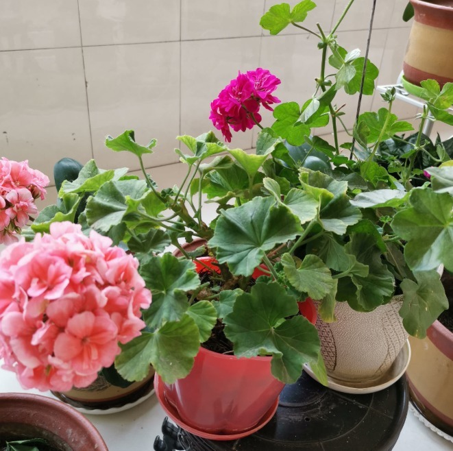 草莓度夏|3种花要休眠了，快别浇水了，再浇就死了！