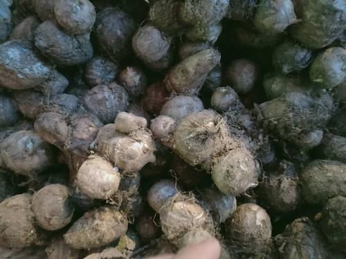 芋头|立秋后,哪些蔬菜可以吃了?6种常见蔬菜可以安排上,补水防秋燥