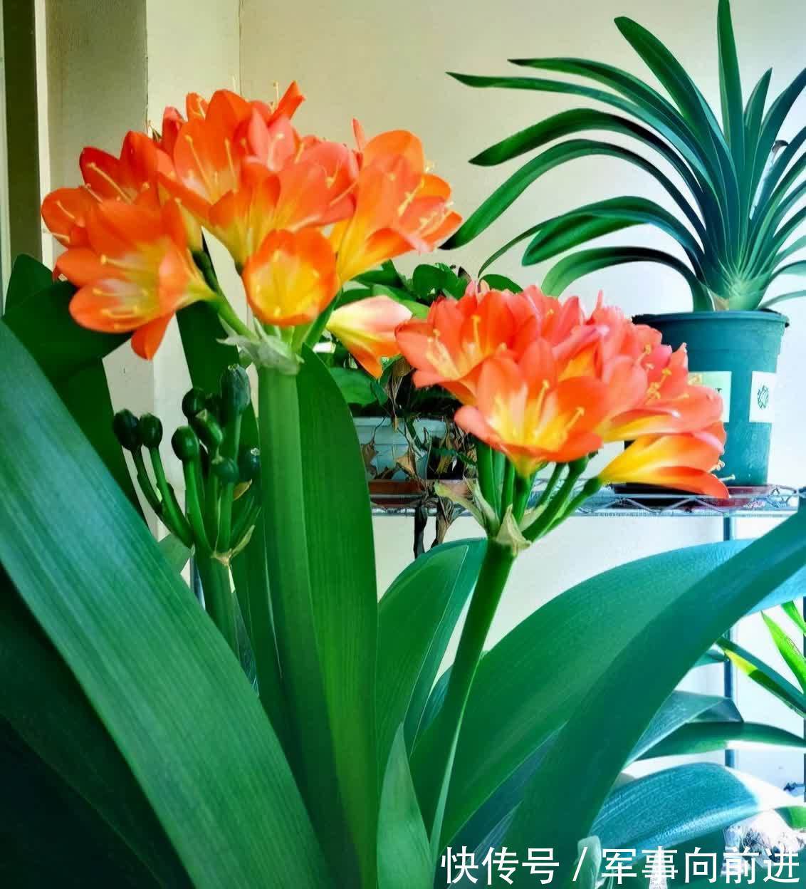 成龄|君子兰冬天要“富养”,2个基础,四个关键,做好就能开大花