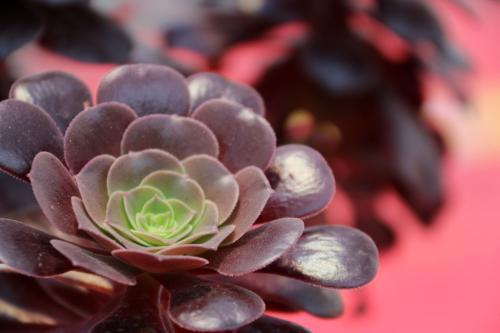 初养多肉植物必知的技巧，这些诀窍要记牢，新手涨姿势了