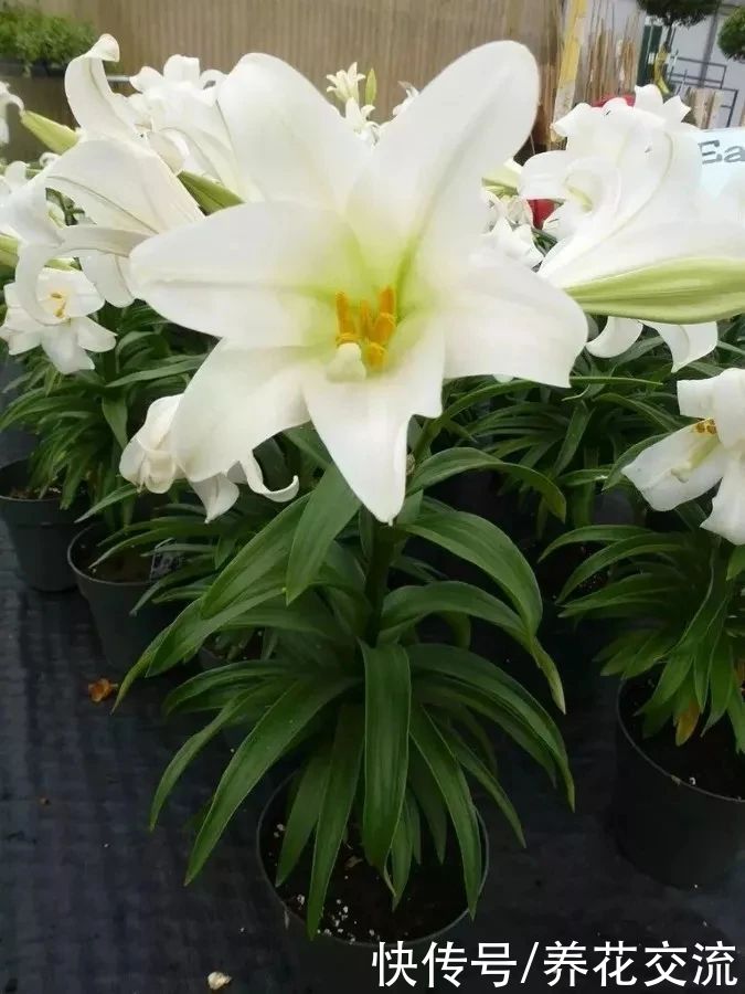  盆栽|冬天室内养盆栽百合，花朵开败叶子不剪，给肥给阳光，春暖就开花
