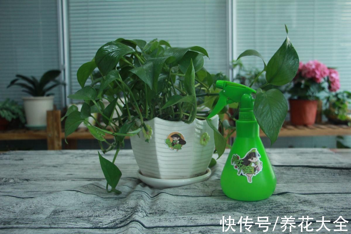 老中医|老中医爱养的10种植物，种一盆养人养身心，堪称植物“小药箱”