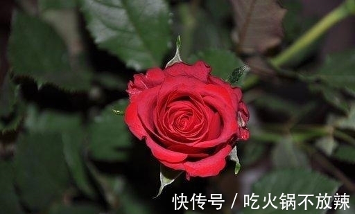 喜运|未来6天，桃花飞舞，钱财无忧，天降喜运，交出真心，多金多福