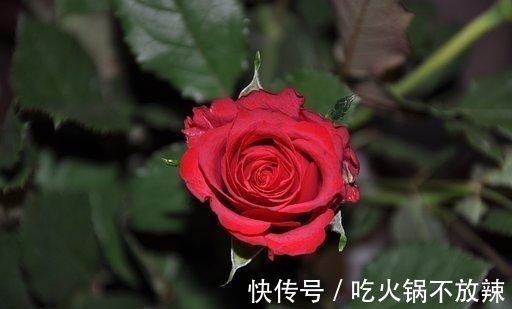 喜运|未来6天,桃花飞舞,钱财无忧,天降喜运,交出真心,多金多福
