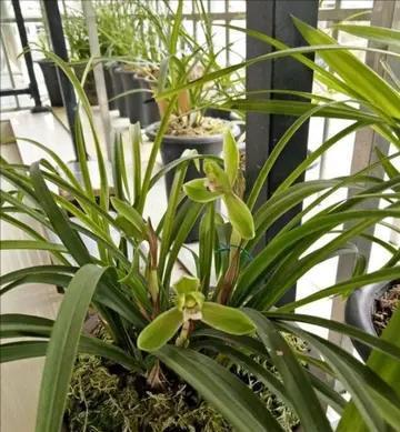 施肥|4种“富贵花”,7月要“穷养”,天气凉了就猛长