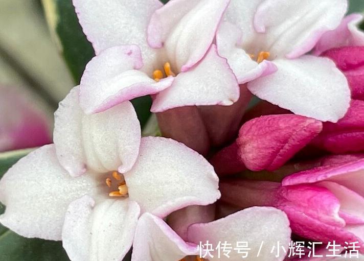 想让瑞香开花多,一多二勤要牢记,花团锦簇真美丽