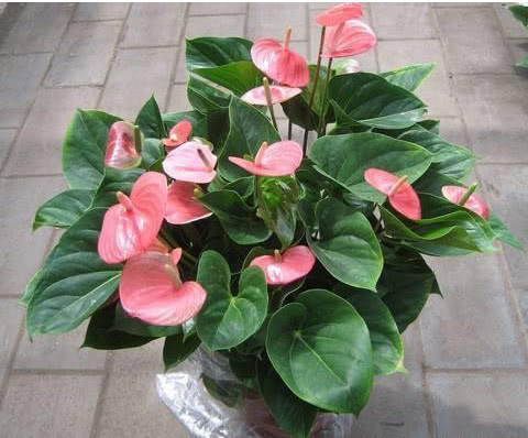 花艳叶绿|想要花卉养的好，学会关键1招，不黄叶不生虫，年年开花不断，赞