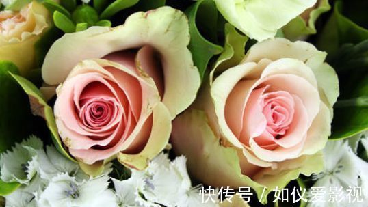 喜欢三角梅,不如养盆“精品玫瑰”舞后玫瑰,花中皇后,姿态各异