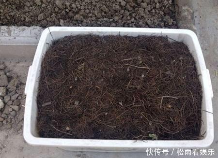 肥沃|秋天养君子兰，盆土里加点它，叶片蹭蹭长爆盆，一盆开花30朵