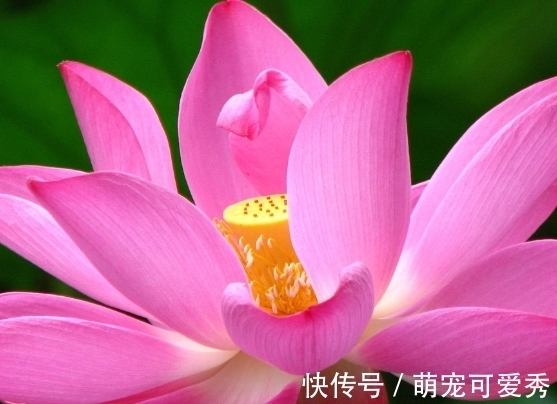 属相兔|到了年底，吉星照耀，4属相走上发财路，聚八方之财，花开富贵