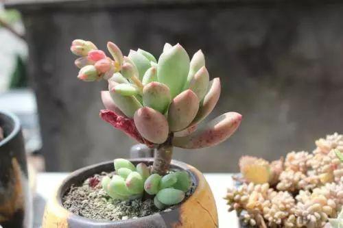 多肉为何要晒满八小时知道利弊后,才明白其中道理