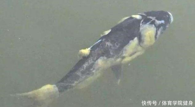  吃不得|钓到病鱼、畸形鱼能吃吗别贪嘴，有些鱼吃不得，还是放流为好