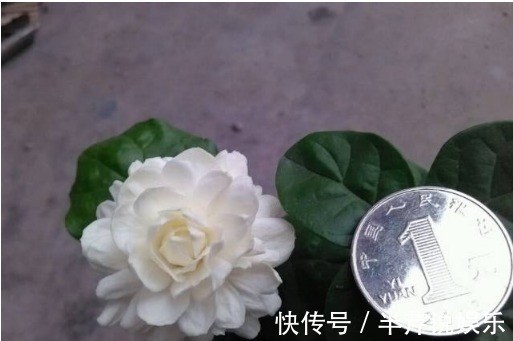 茉莉|邻居养了一株笔尖茉莉，香味蹿进了左邻右舍，太好闻了！