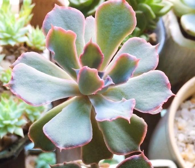 多肉发根有三招,土培水培和空气发根,土壤才是多肉生长的基源