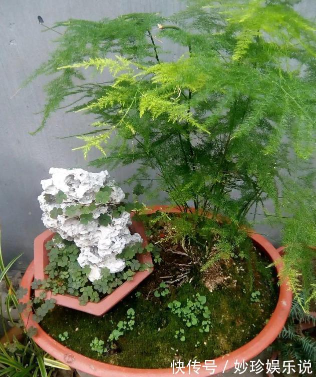 植物|修剪吊兰、发财树、长寿花，就参照割韭菜，半个月一茬刚好！