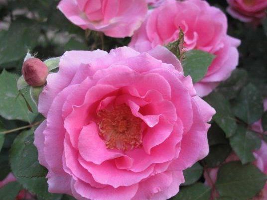 喜欢菊花，不如养盆彩蝶，花开清香扑鼻，花姿优雅，太美了