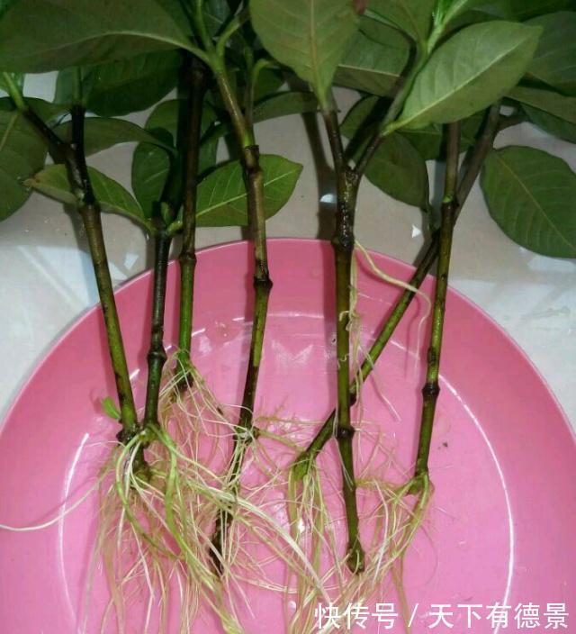 绿萝|一场秋雨一场寒，秋雨后适合扦插6种花，爱生根，爱生长