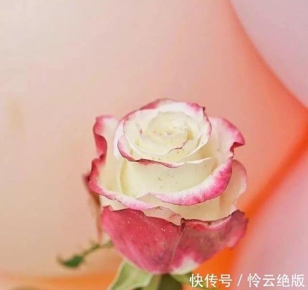 喜欢菊花,不如养盆“精品玫瑰”甜蜜,似阳光少女,纯洁优雅美