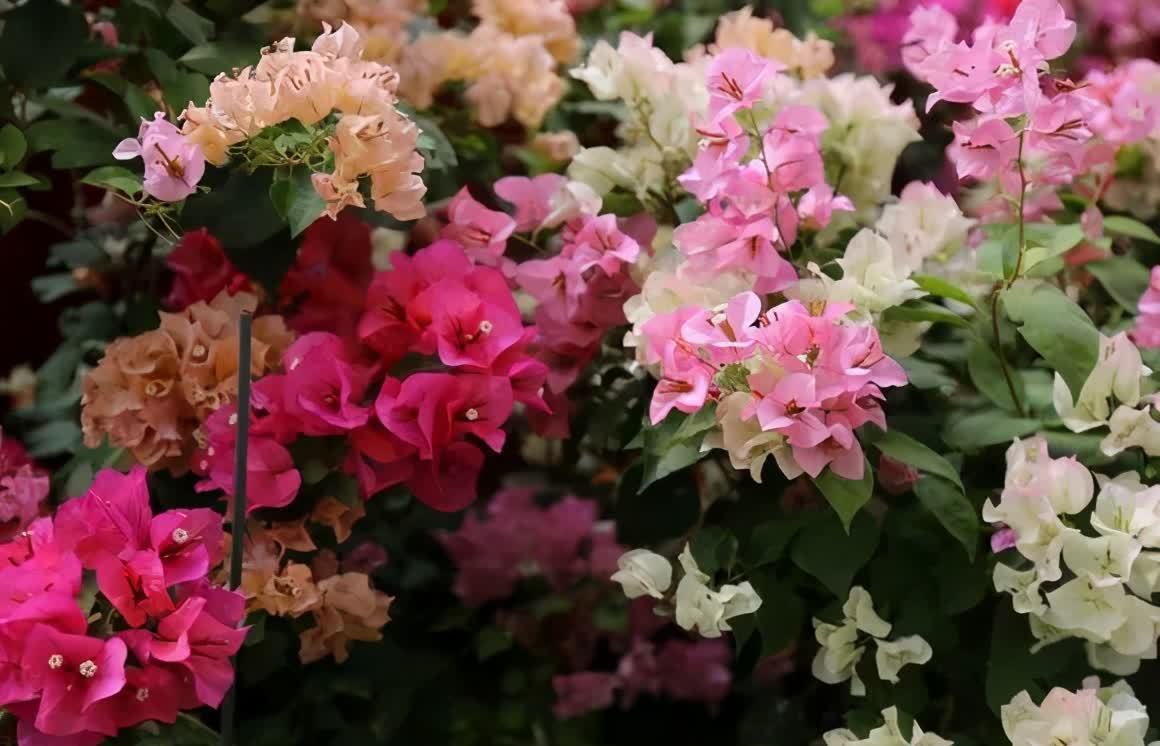 剪根粗枝插土里,2周能生根,一年长成大老桩