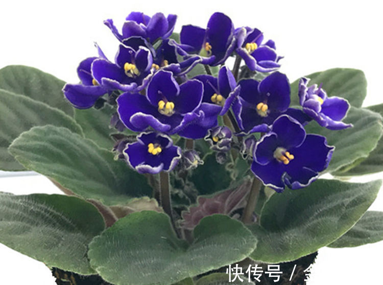 六种全年都开花不断的花卉,喜欢赏花的你怎能错过!