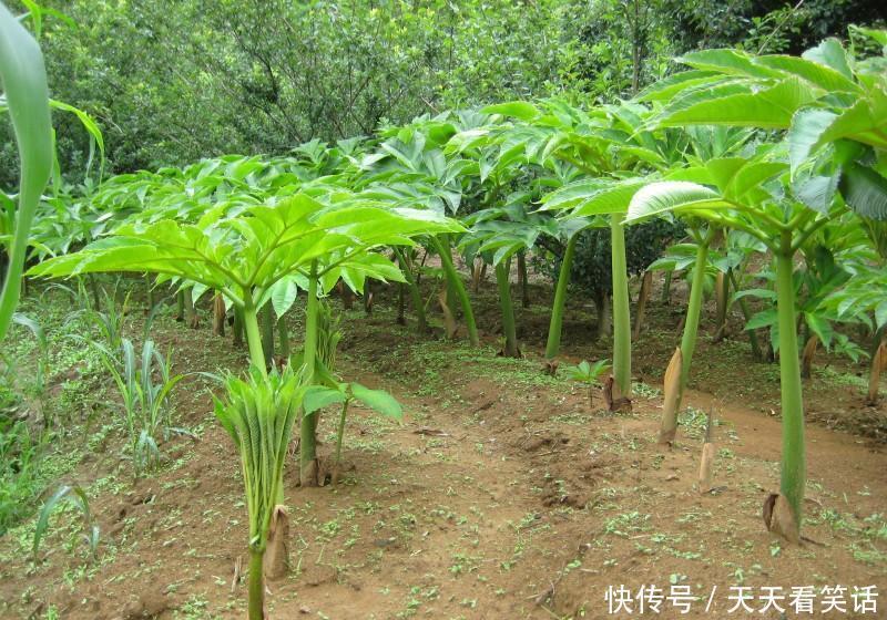 种植|它全身含毒，中国和日本大量种植，你吃过吗？