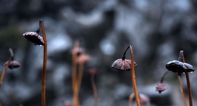 白云苍狗&李煜最精致的一首词,字字清新,道尽人生幻灭,凄艳千古