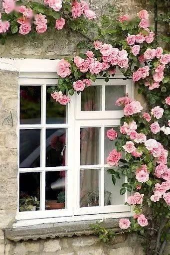 春天种上爬藤植物，夏天花儿爬满墙！