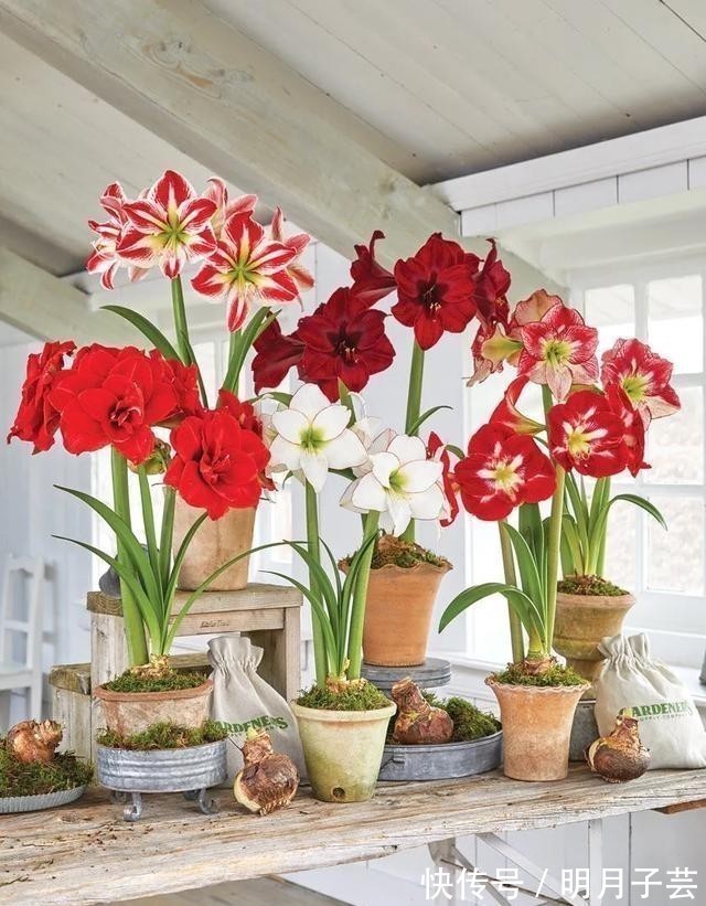 蝴蝶兰|15种耐阴花,室内光照不足,照样花开不断!