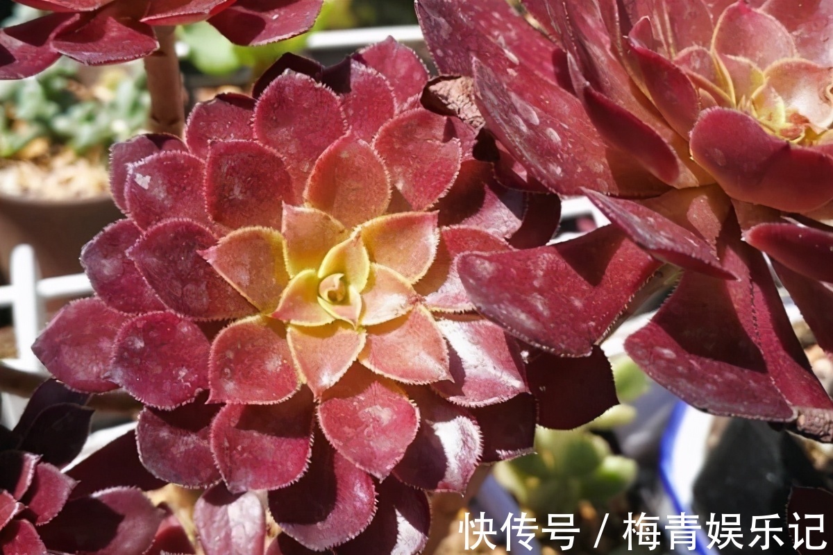 养花别再没自信了,盆栽这“4款”多肉,“随便整”都弄不死