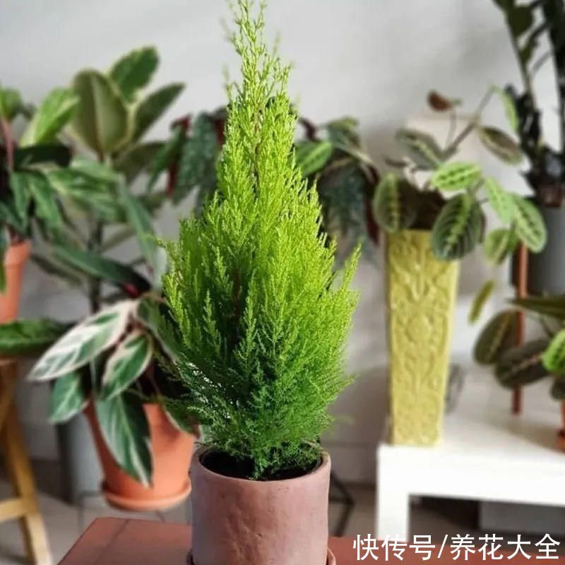 家里养一盆小香松，芬芳满室，满屋子都是高级香水味