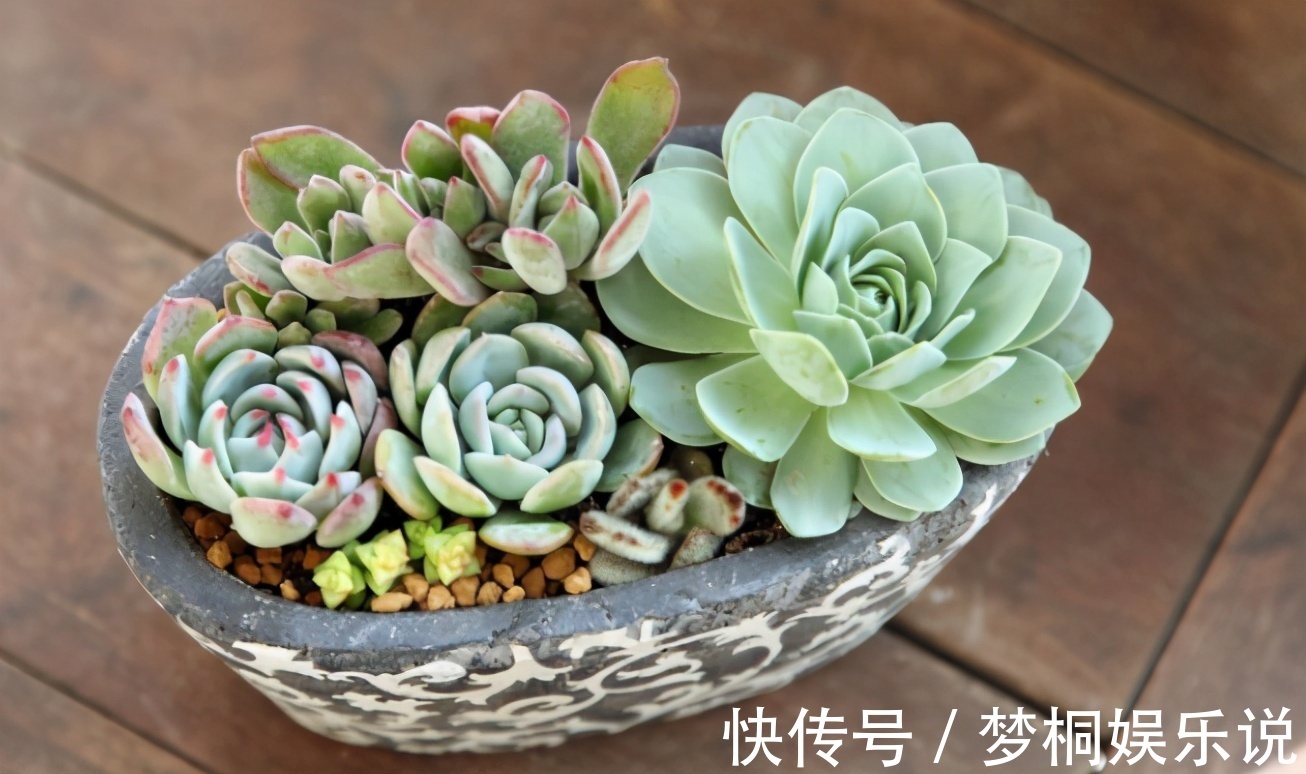 老花匠|养多肉不知道如何浇水?老花匠在此分享妙招,告诉你其实并不难