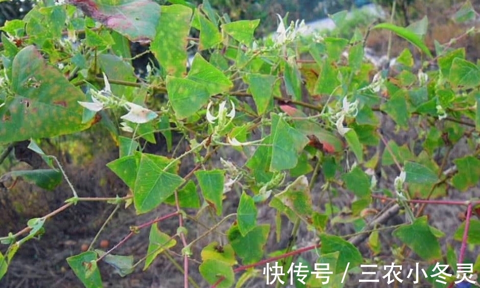 老虎|这种霸气的野草,蛇见了要绕道走,农民叫它“蛇娘舅”,你见过吗