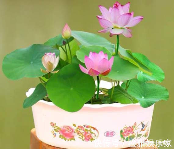 叶片|8种“喜水花”,不怕浇死了,越浇水长得越旺,手不勤养不活